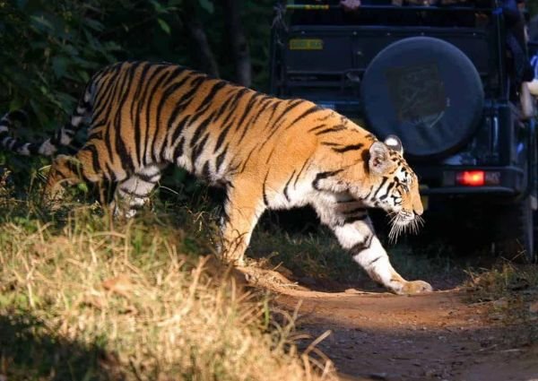 7 Best National Parks for Tiger Safari In India