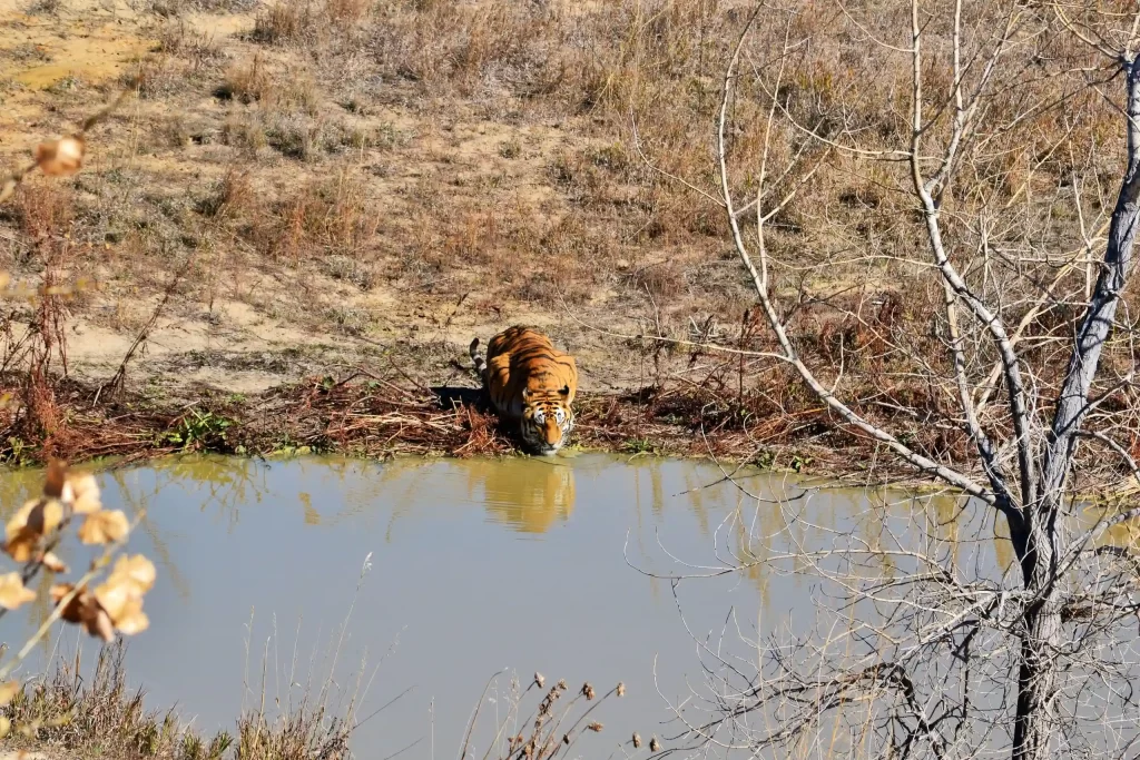 Tips to Spot Exciting Animals on an Indian Wildlife Safari