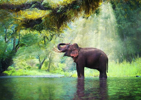 Experiencing-Wildlife-in-South-Indian-National-Parks