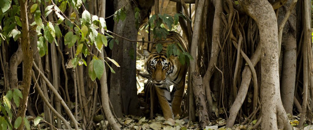 Ranthambore Tiger Trails
