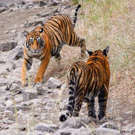 Luxury Golden Triangle with Ranthambhore National Park Tour