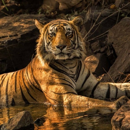 In Search of Big Cat (Indian Wildlife Safari Tour)